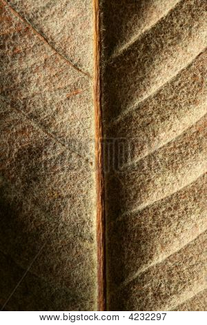 Cerca de una hoja, Gloden Brown en otoño