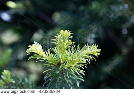 Needles Of A Subalpine Fir, Abies Lasiocarpa
