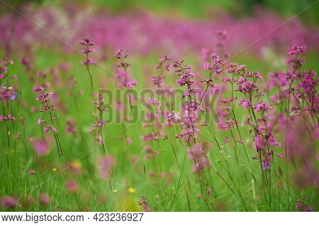 Blooming Field Of Wild Wildflowers Purple Viscaria Vulgaris