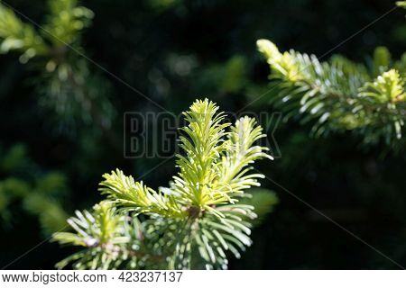 Needles Of A Subalpine Fir, Abies Lasiocarpa