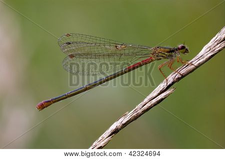 Coenagrion Puella แมลงปอสีดำสีแดง