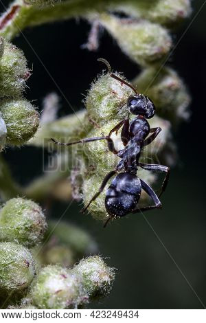 Macro Of An Ant Walking On A White Leaf