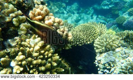 Blackside Hawkfish (paracirrhites Forsteri) Undersea, Red Sea, Egypt, Sharm El Sheikh, Nabq Bay