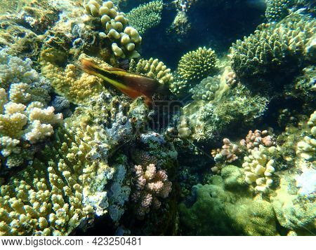 Blackside Hawkfish (paracirrhites Forsteri) Undersea, Red Sea, Egypt, Sharm El Sheikh, Nabq Bay