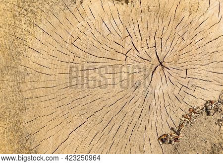 Texture Of A Freshly Cut Old And Cracked Moldy Tree Stump As A Background