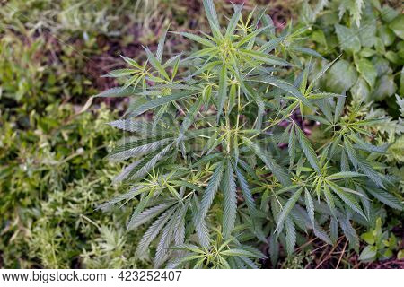 Stalks Of Cannabis Plants On The Green Background In Summer.