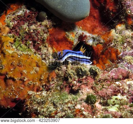 A Chromodoris Lochi Nudibranch Crawling On Rocks Boracay Philippines