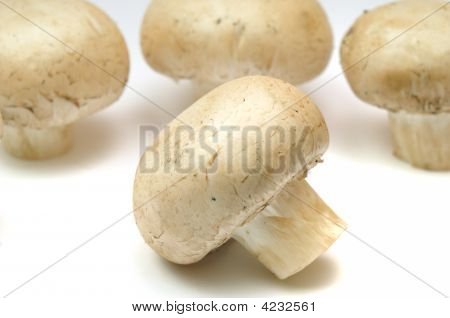 Pilze