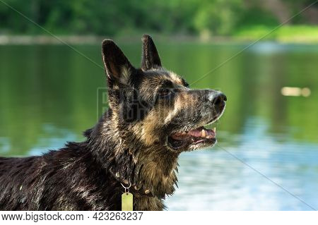 Training Of The Eastern European Shepherd Dog On The Lake Shore With Aport