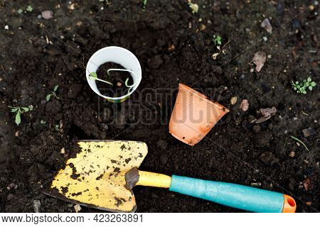 Closeup Of Sunfower Seeding Plants Cultivated In Organic Home Greenhouse By Family And Children. Fre