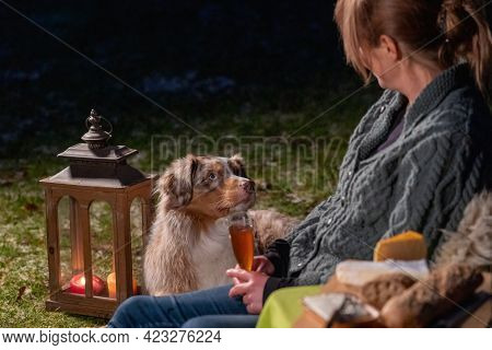 Young Woman Drinks Red Wine By The Campfire In The Forest. Her Australian Shepperd Is Lying Next To 