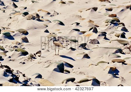 ザンデル リングの鳥