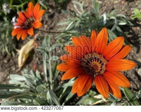 Gazania Cultivar \'cooper King\' (gazania Hybrid \'cooper King\') Or Gazania Hybride \'kupferglut\' 