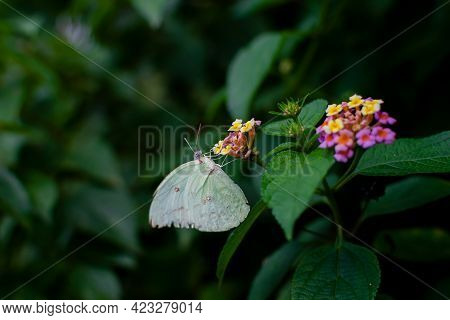 Common Emigrant Also Known As Lemon Emigrant Butterfly Sucking The Nectar From The Colorful Flowers 