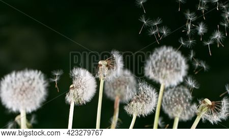 Macro Shot of Dandelion Seeds Being Blown