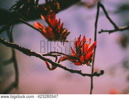 Close Up Of Beautiful Orange-red Colored Flower Of Erythrina Variegata Also Known As Tiger's Claw Or