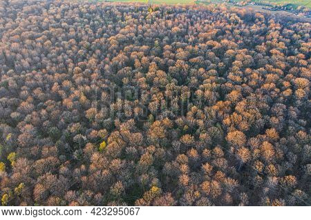 Top view of deciduous tree forest in the beginning of spring