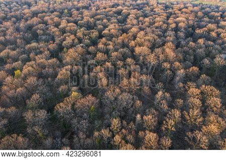 Top view of deciduous tree forest in the beginning of spring