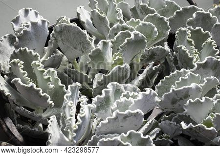 Cotyledon Undulata, Also Known As A Silver Crown Or Silver Ruffles. These Succulent House Plants Ori