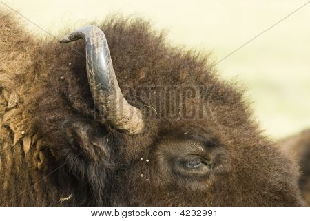 Buffalo närbild