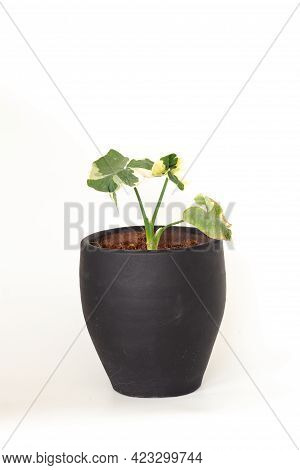 Nature Plant Xanthosoma Sagittifolium (l.) Isolated Against A White Background.