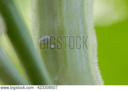 Mealybug Infestation Growth Of Plant. Macro Of Mealybug. Mealybugs On The Okra Plant.