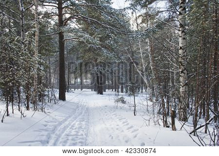 Ihana talvi Metsä Road