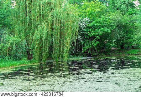 Weeping Willow Over A Lake In A Summer Park.