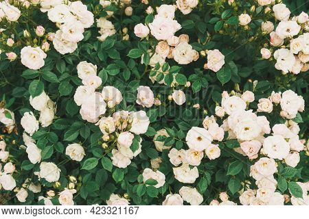 A Bush With Many Small Pink Roses Close-up In The Garden. Pink Rose Bushes Blooming On The Road.