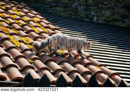 Ash Gray Maine Coon Goes On Tiled Roof, Old House On Sunny Day, White Black Cat Walks Along Courtyar