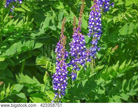 Galega Orientalis, Fodder Galega, Eastern Galega, Selective Focus