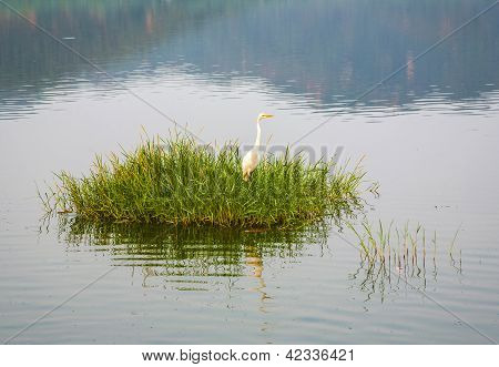 Stork kellastumaan mies Sagar järvi. Jaipur, Rajasthan, Intia.