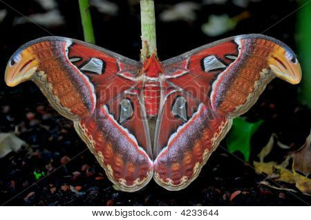 뱀 머리 날개 나 방 아틀라스