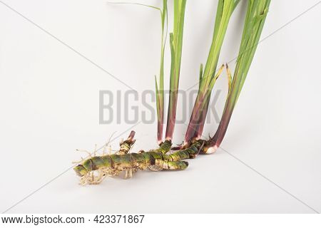 Fresh Acorus Calamus Roots, Also Known As Sweet Flag, Isolated On Light Background. Calamus Root Is 