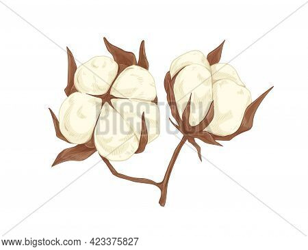 Fluffy Soft Cotton Flower Bolls. Blossomed Coton Buds Drawn In Vintage Style. Botanical Drawing Of W
