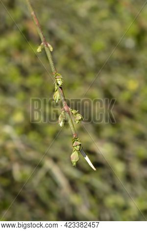 Winter Jasmine Leaves - Latin Name - Jasminum Nudiflorum