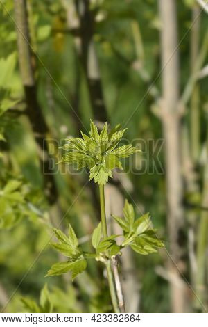 Boxelder Maple Branch With New Leaves - Latin Name - Acer Negundo