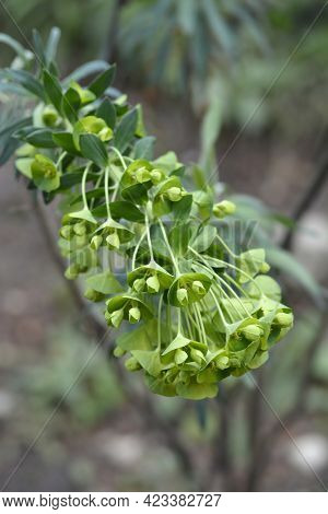 Wulfens Spurge - Latin Name - Euphorbia Characias Subsp. Wulfenii