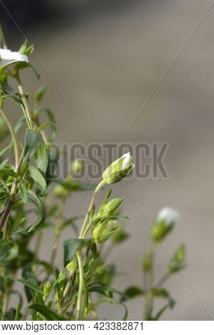 Mountain Sandwort - Latin Name - Arenaria Montana