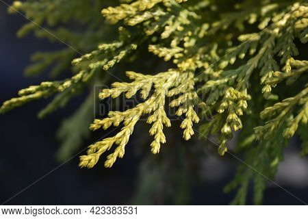 Lawsons Cypress Sunkist - Latin Name - Chamaecyparis Lawsoniana Sunkist