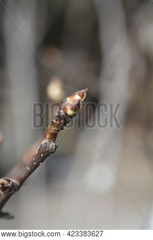 Japanese Pear Branch With Bud - Latin Name - Pyrus Pyrifolia