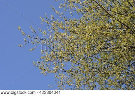 Boxelder Maple Branches With Flowers And New Leaves Against Blue Sky - Latin Name - Acer Negundo