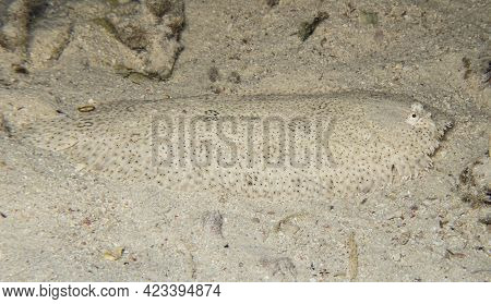 Closeup Of Moses Sole Pardachirus Marmoratus Flatfish Camouflaged While Swimming On Sandy Seabed Bot