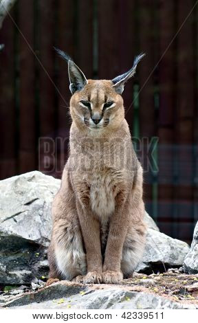 Portræt steppe lynx