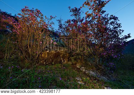 Russia. South Of Western Siberia, Mountain Altai. Blooming Ledebur Rhododendron Bushes Among Mossy S