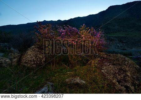 Russia. South Of Western Siberia, Mountain Altai. Blooming Ledebur Rhododendron Bushes Among Mossy S