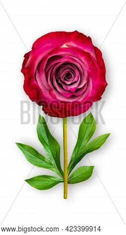 Offbeat Rose Flower. Composition Of Red-pink Rose And Peony Leaves. Art Object On A White Background