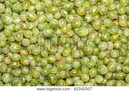 agrest zielony, tło