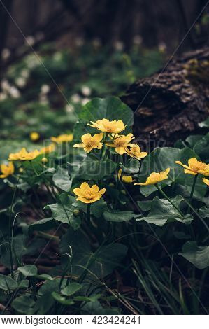 Beautiful Wild Caltha Palustris Flowering In Swamps In Floodplain Forests In The Czech Republic In T