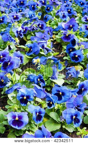 Viola tricolor maceška, záhonu